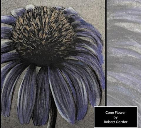 charcoal drawing of coneflower